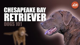 Chesapeake Bay Retriever 101: The Hunting Dog and Family Companion by Animals101 3,811 views 10 months ago 2 minutes, 34 seconds