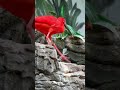 Scarlet Ibis Flying at the Cincinnati Zoo, 4-7-2026