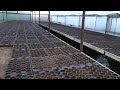 Как вырастить пекинскую капусту за 46 дней!