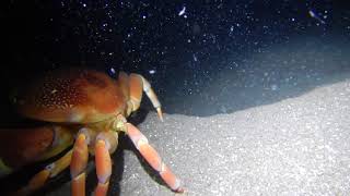 crab attacks scuba diver.