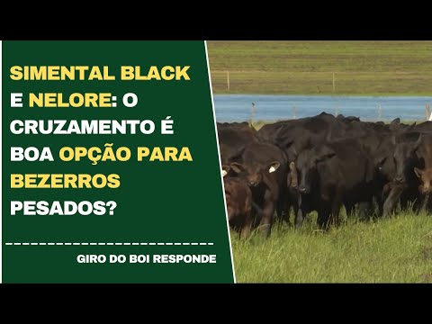 SIMENTAL BLACK E NELORE: O CRUZAMENTO É BOA OPÇÃO PARA BEZERROS PESADOS?