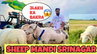 3 Lakh Ka Bakra 😳| Largest Sheep Mandi Srinagar