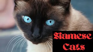 Let's Explore What are The Traits of Siamese Cats!