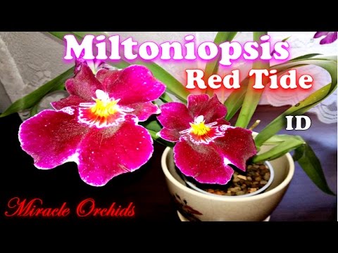 Vidéo: Pansy Orchid Growing - Comment faire pousser une orchidée Miltonia