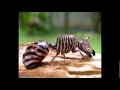 Weird animals | Most weird and cute animals in the world | Video tube