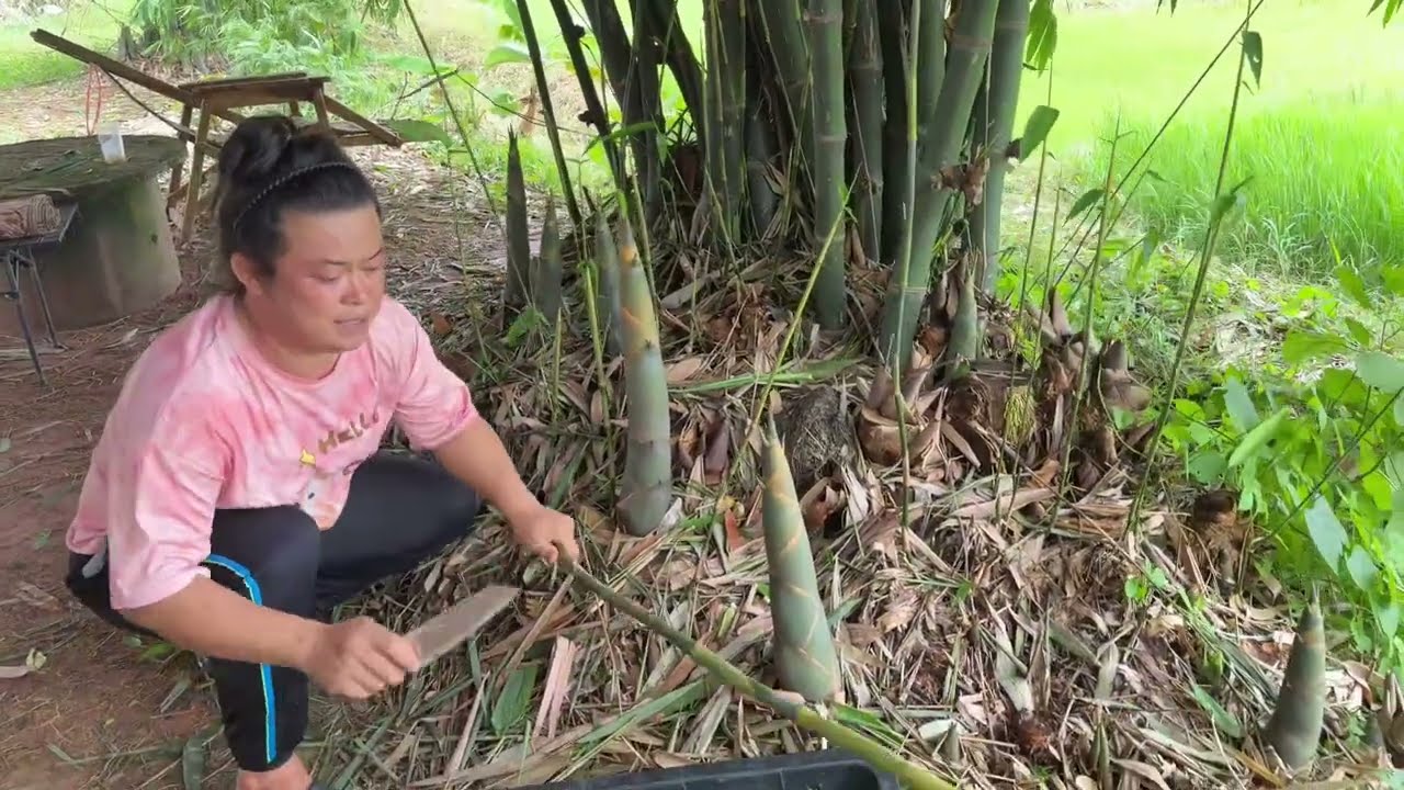 ได้แม่พันธุ์หน่อไม้แล้ววันนี้ คอยดูว่าจะเจริญเติบโตในอีกกี่ปี