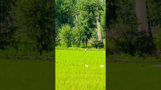 When lost legacy is revived #explore #mountains #himalayas #nature #herons #paddy #kashmir #travel