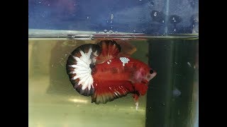 Cá Betta- Những Con Cá đẹp Mình Từng Biết! Còn Bạn? Cá Betta- Những Con Cá đẹp Mình Từng Biết! Còn Bạn?