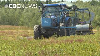 Why these growers in Nova Scotia say they're struggling