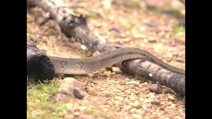 রাসেল ভাইপার সাপ আসলে কতটা ভয়ংকর | How dangerous is the Russell Viper?