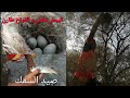 البيض فقس و البلابل طارن صيد السمك اكرم الصياد البيض فقس و البلابل طارن صيد السمك اكرم الصياد