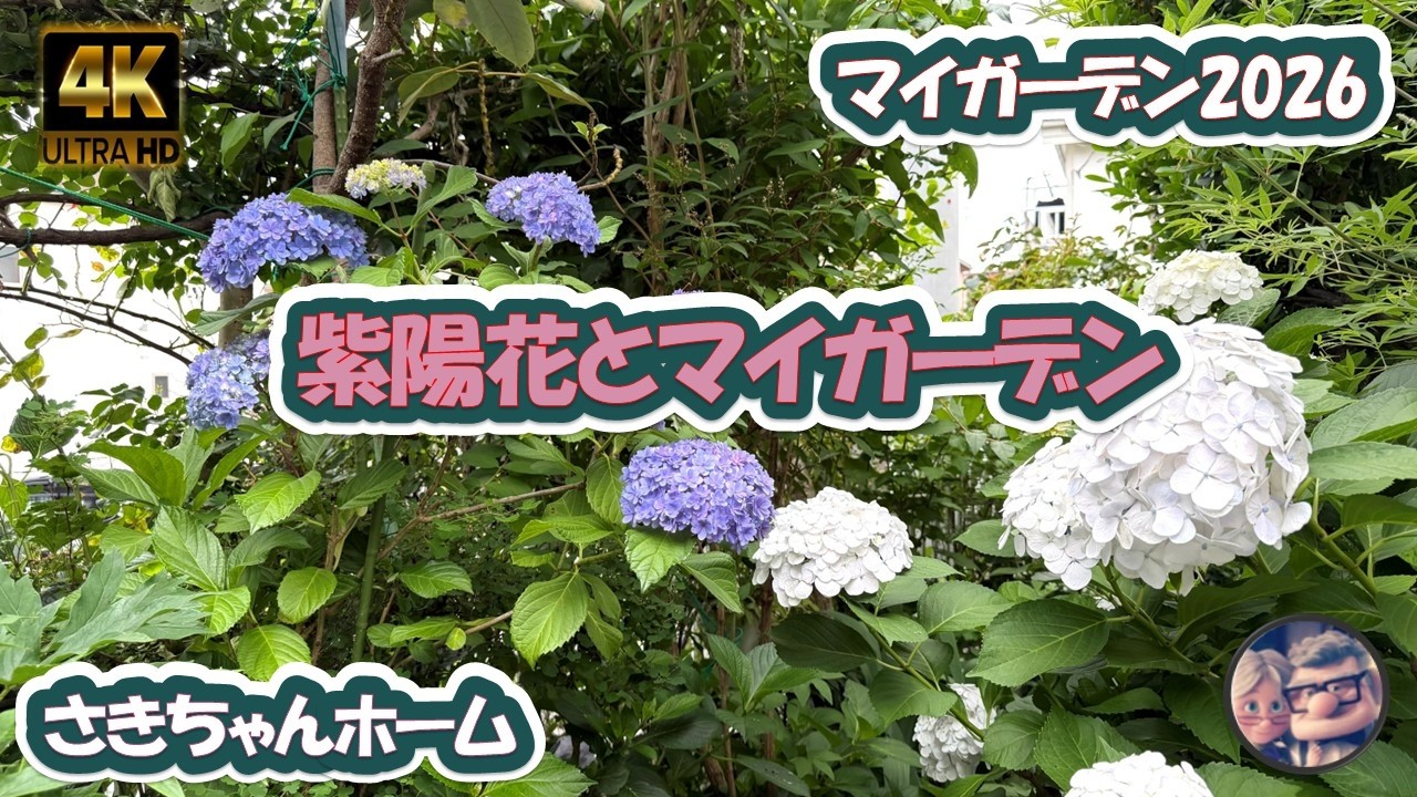 4K】2026年6月16日 🌹紫陽花が色付いて来ました。 #flowers #garden