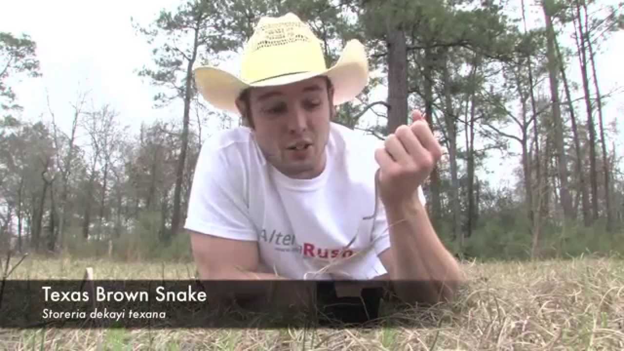 Texas Brown Snake Vs Southern Copperhead Youtube