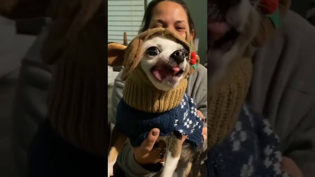 "Pet Comedy Extravaganza: The Hilarious Duo of Cats and Dogs"