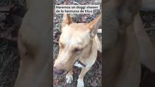Haremos un doggi shower de la hermana de titus #embarazo #perros