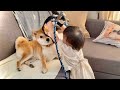 なにがなんでも柴犬兄さんと散歩に行きたがる1歳娘