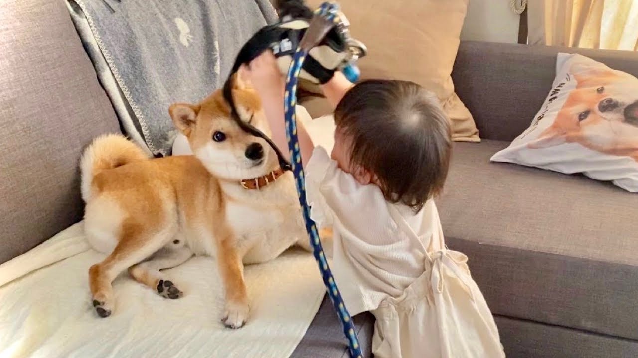 なにがなんでも柴犬兄さんと散歩に行きたがる1歳娘 Youtube