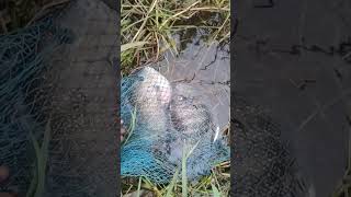 கரி மீன் #fishhunter #fishing #handfish #fish