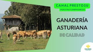 Canal Prestosu | Nuestro compromiso con Asturias: apostamos por la ganadería asturiana de calidad