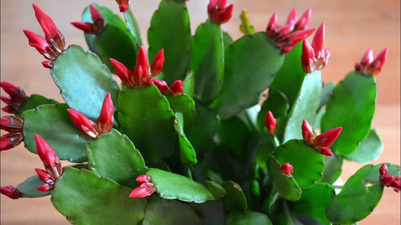 Рипсалидопсис ценится за прекрасное цветение. Комнатные растения, Растения, Цвет