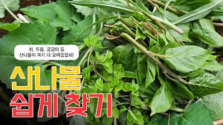 Easy to find wild greens_Andong, Gyeongsangbuk-do, Korea by seseco_신작가의다큐 1,035 views 3 weeks ago 6 minutes, 39 seconds