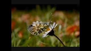 David Wilkerson - A Time To Do Nothing But Trust