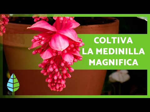 Video: Istruzioni per la cura delle piante di Medinilla: come coltivare le piante di Medinilla