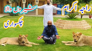 Rare lion pair in chakswari azad kashmir || House of Raja Akram