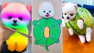 Cute Pomeranian Puppies Doing Funny Things #20  Cute and Funny Dogs 2024  VN Pets