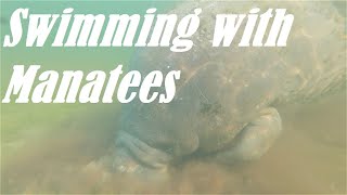 Swimming with Manatees in Crystal River, Florida
