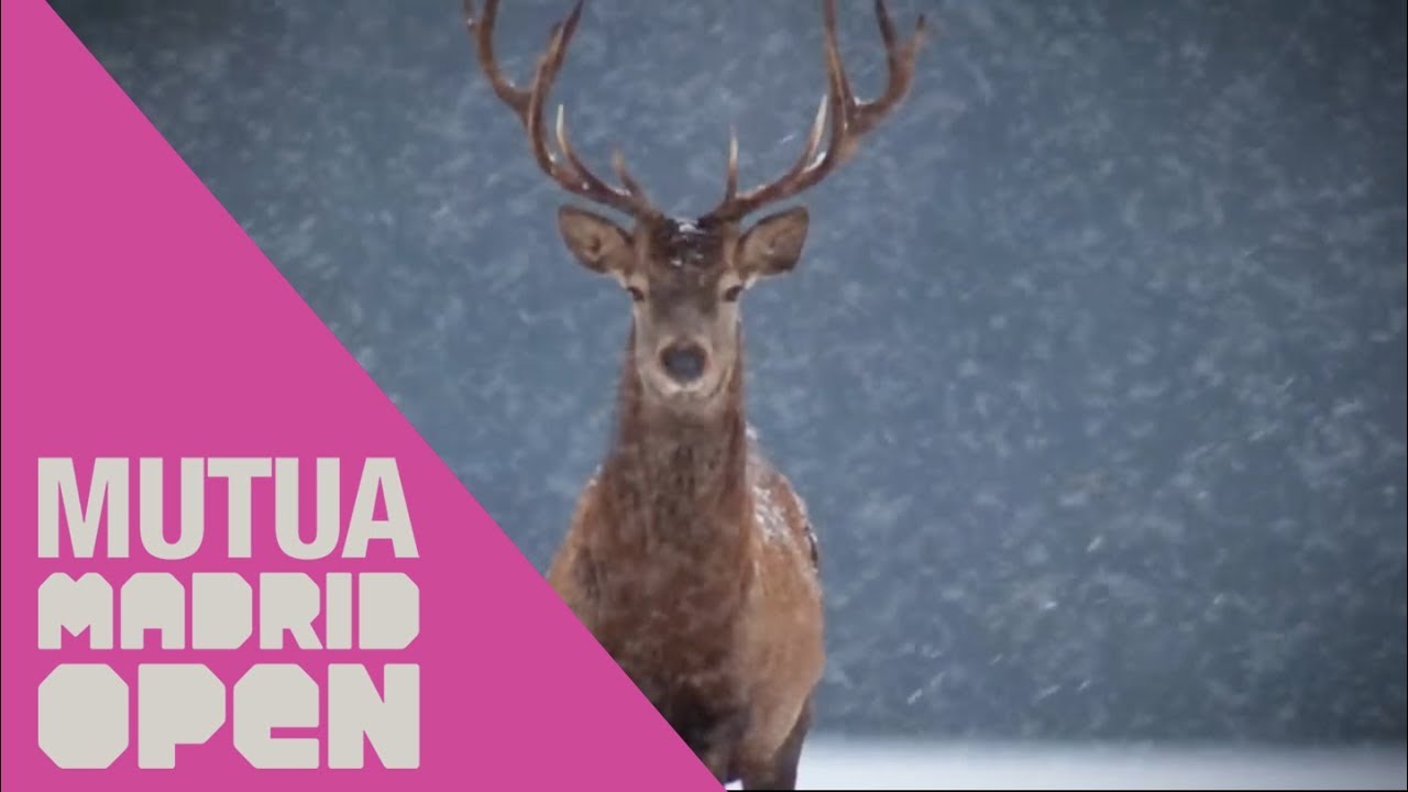 Daily || El Mutua Madrid Open te desea Feliz Navidad tenniswarehouse