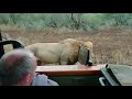 Huge Lions Approach Safari Vehicle