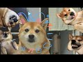 똘똘이 까먹 ASMR