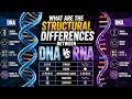 Understanding DNA AND RNA #knowledge #viralfactuniverse #shortvideo