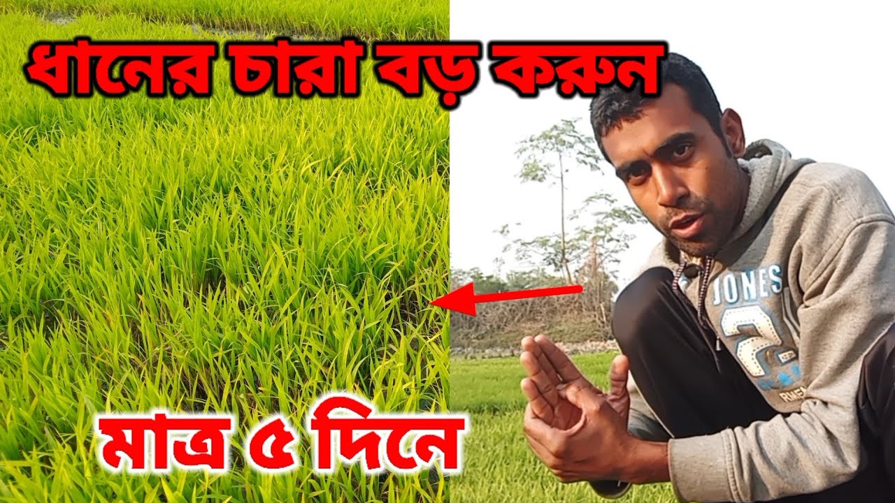 ধানের চারা লম্বা করার উপায়। Making rice seedlings|sobujsundarban 