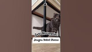 Suara untuk memarahi kucing yang lagi nakal 🤩 #kucinglucu #kucinggendut #kucing #kucingoren