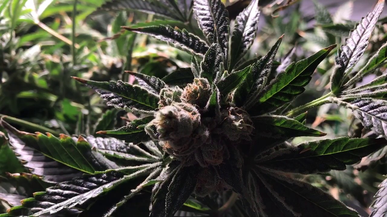 Colorado Home Grow Holy Grail Kush week 12 "Final flush"