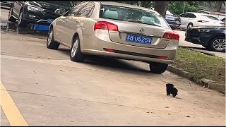 Abandoned in the middle of the road - she chased the owner's car for 2 kilometers -crying in despair