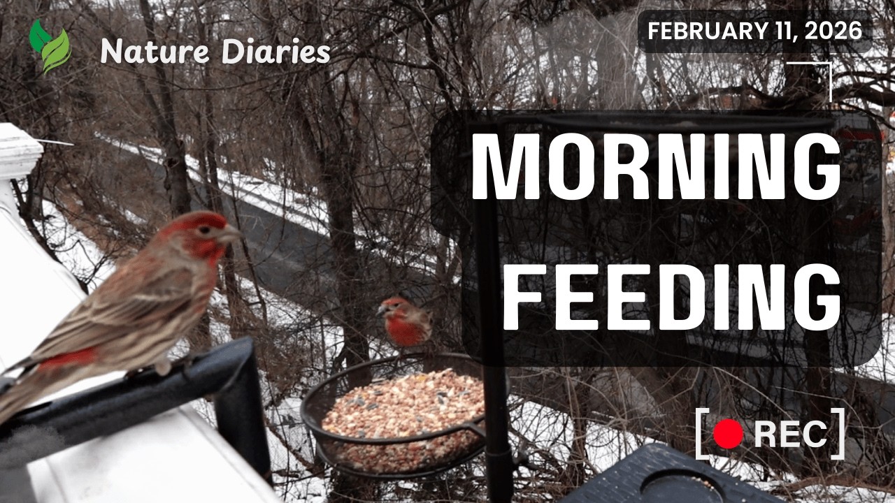 Morning Bird Feeding at Sunrise 🌤️ | Urban Backyard Nature in Western PA
