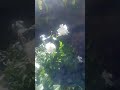 rosas blancas las más lindas