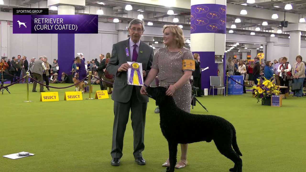 Retrievers (Curly-Coated) | Breed Judging 2025