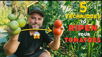 5 Techniques to Ripen Green Tomatoes !! 🍅🍅🍅