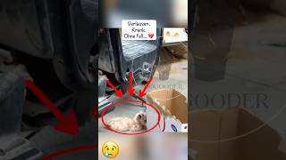 Vom kranken Straßenkätzchen zum wunderschönen Kater 😭❤️ #katze #rettung #tierliebe #deutschland