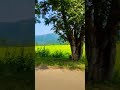village #shortsyoutube #love #nature #naturelovers #naturephotography #naturalbeauty #villagelife