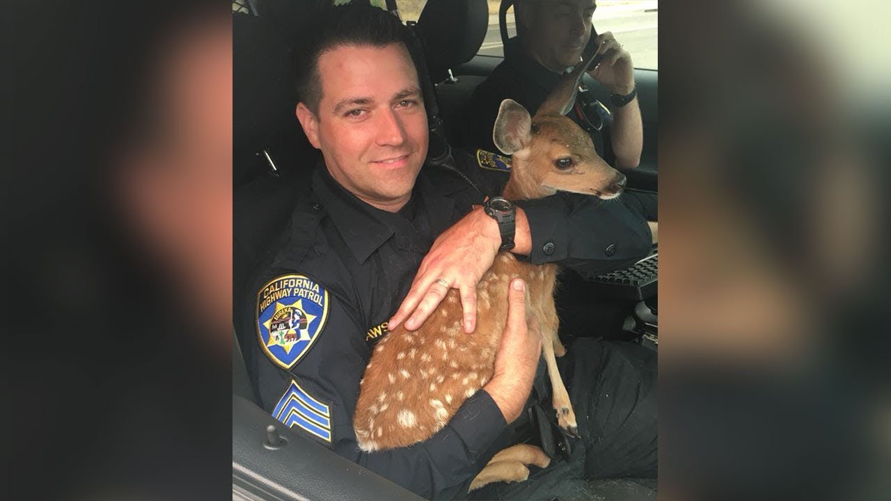 fawnmates Carr Fire: CHP helps rescue fawn from fire zone