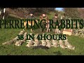 New record ferreting..38 rabbits in 4 hours