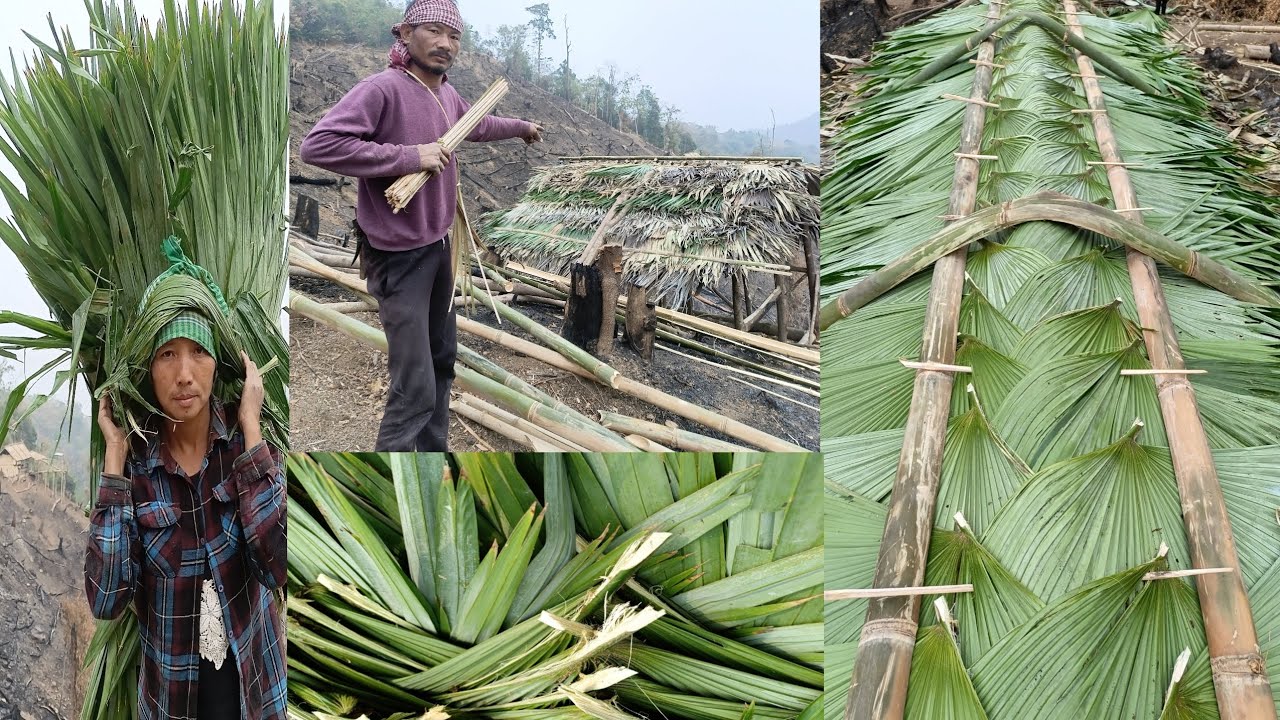 Today I'm making konyak traditional house in field by Fan leaves @WangbaPKonyak-z6whttps
