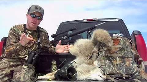 Calling Coyotes in the Summer