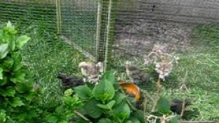 MVI_0112.AVI