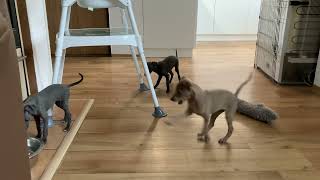 Litter H - 7 weeks -  italian greyhound kennel by Avatar Pinc 2,322 views 1 year ago 2 minutes, 57 seconds